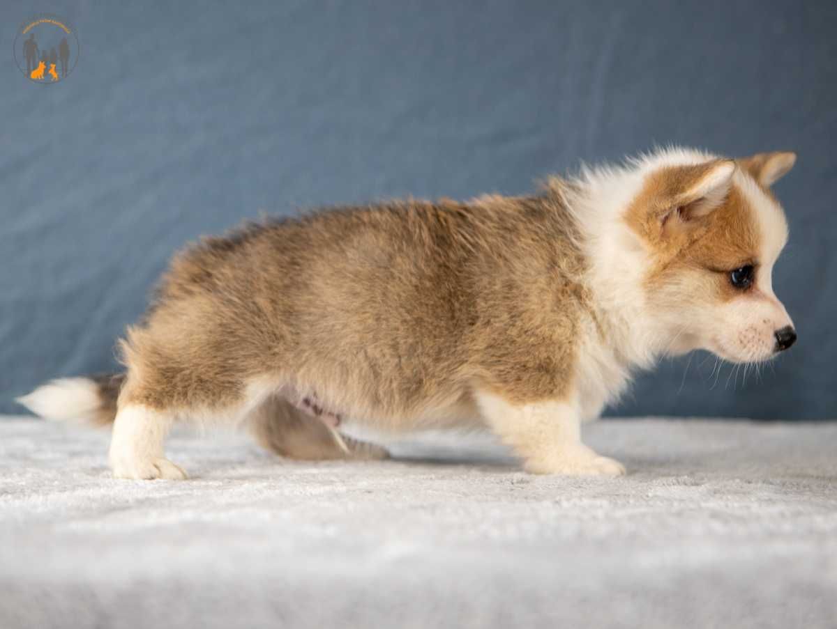 Welsh Corgi Pembroke ZKwP FCI piesek rezerwacja
