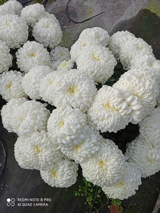 Chryzantemy wielkokwiatowe Świdnik