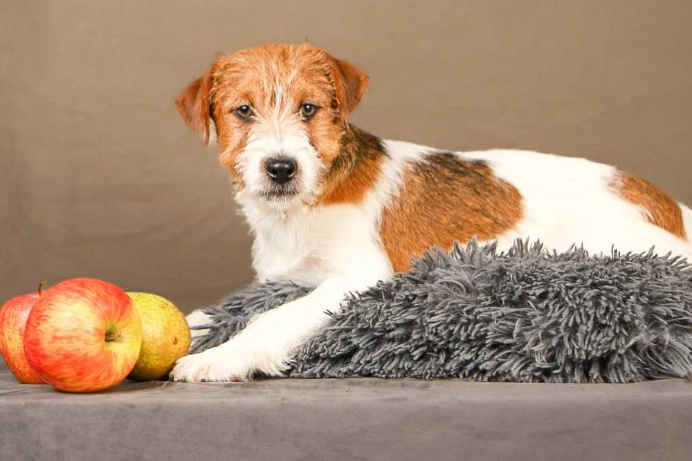 piesek Jack Russell terrier ZKWP/FCI