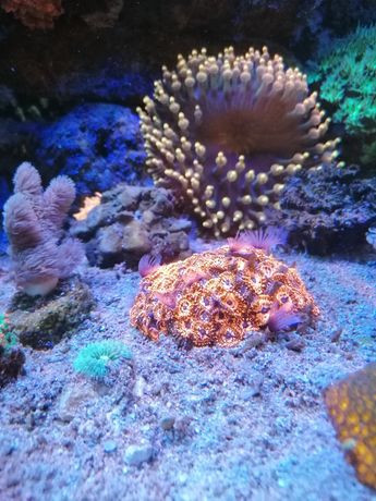 Szczepki koralowce zoanthus utter chaos