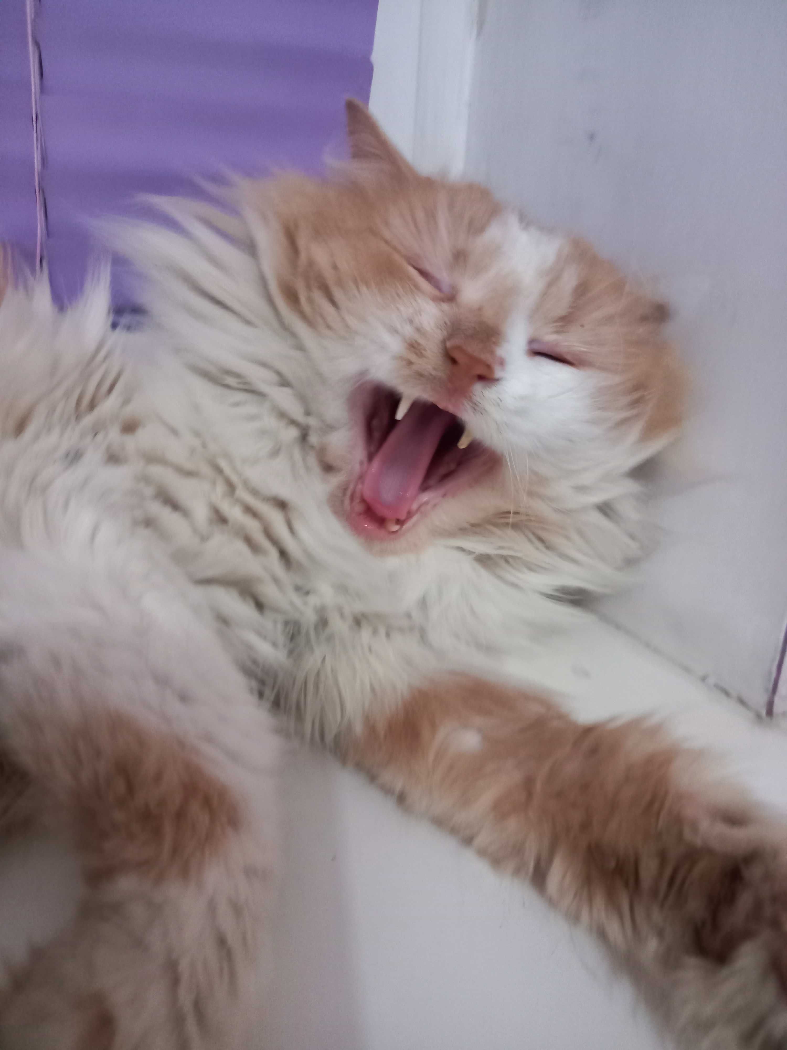 Котик-компаньон в гарну родину