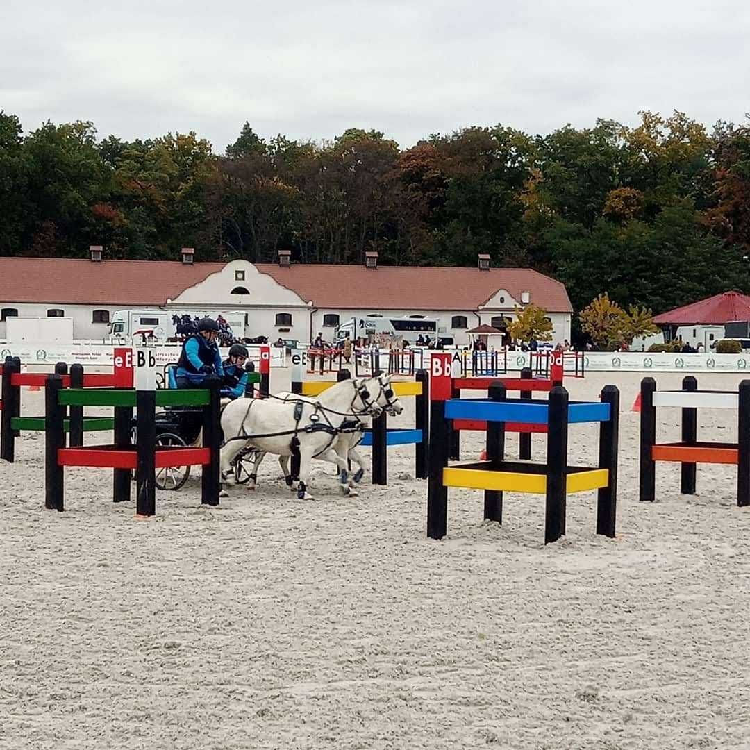 przeszkody maratonowe konie powożenie parkur