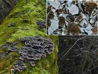 Wrośniak różnobarwny (Trametes versicolor) - całe, suszone grzyby