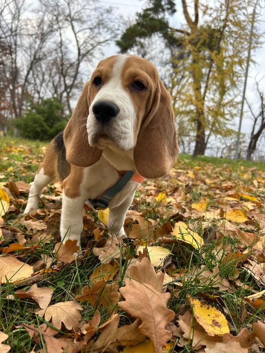Бігль з клубними документами. Хлопчик 4 місяці