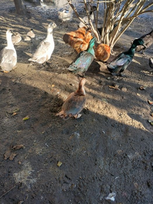 Kaczki kaczory piżmowe francuskie młode