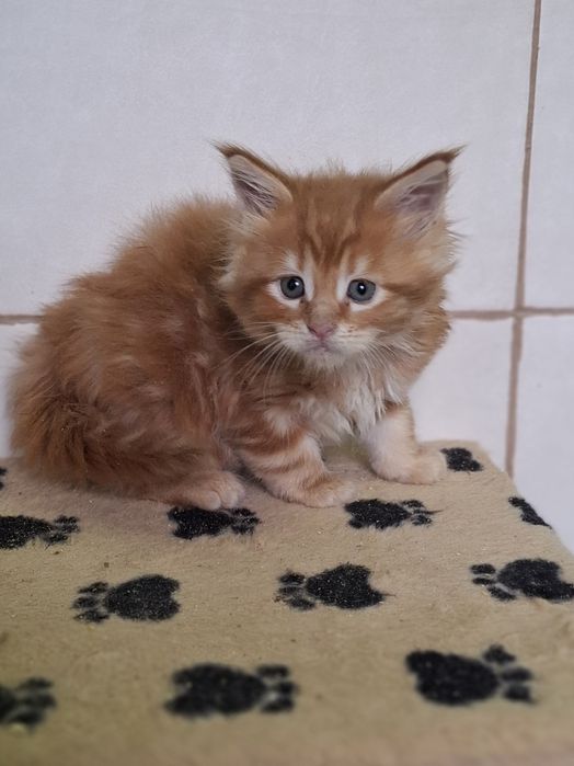 Котята мейкунчики. Счастье в вашем доме.
