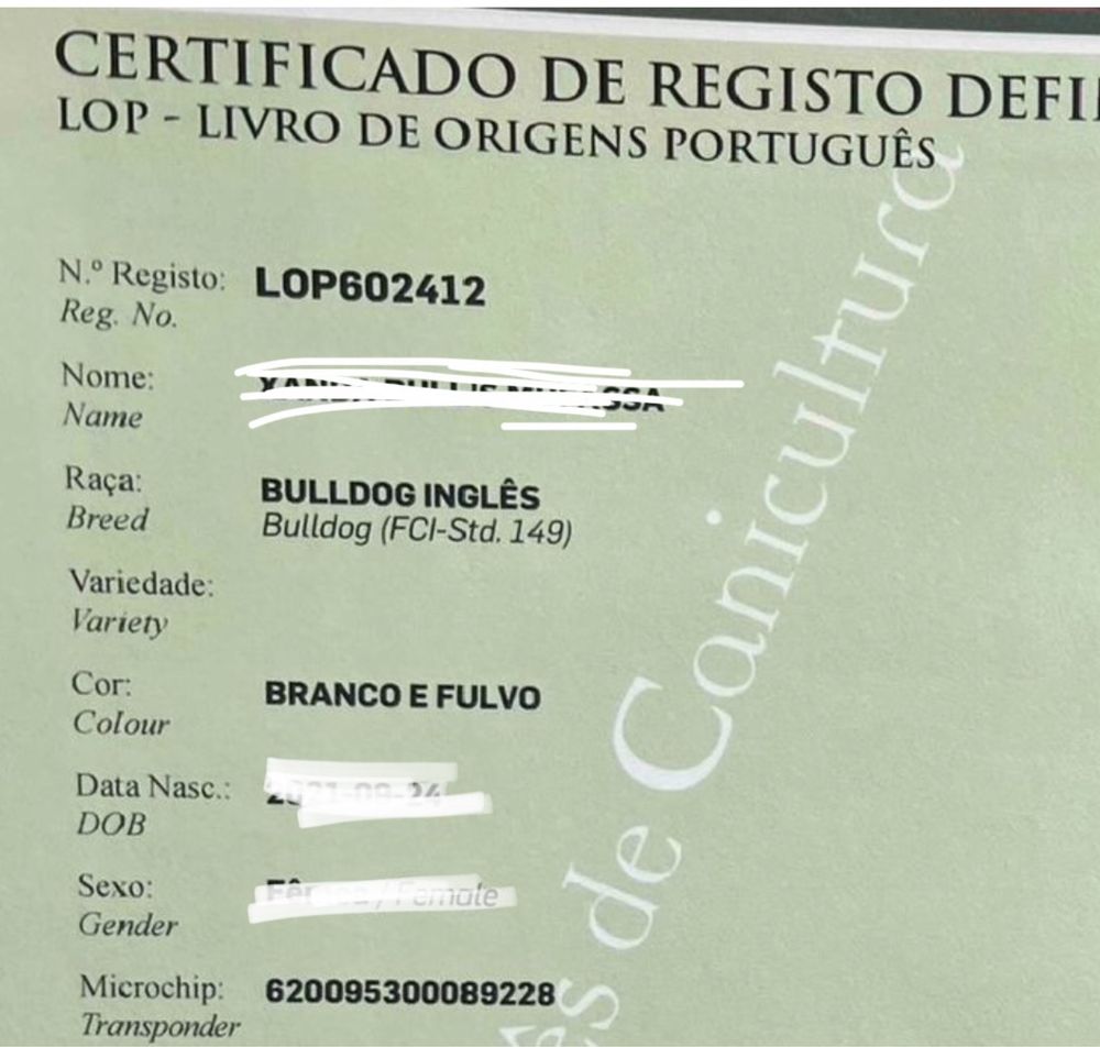 Bulldog Ingles c/Lop