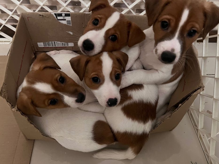 Цуценята джек рассел терьєр