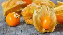 Physalis naturais  /Arbusto para plantar / LICOR/ Doce/