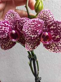 Орхидея сортовая  "Wild Cat" с цветоносами