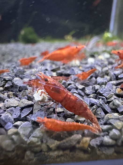 Neocaridinas red Fire