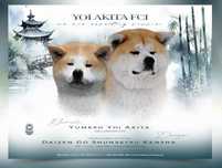 Akita Inu ZKwP/FCI szczeniak po Championie Polski