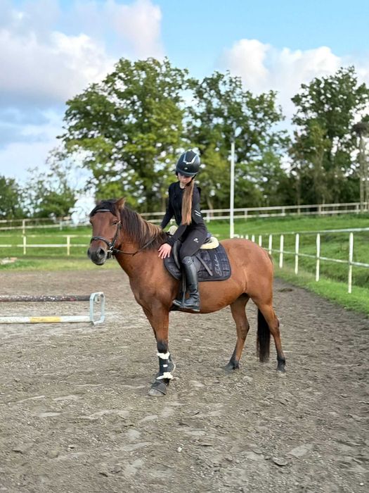 Bardzo grzeczny wałach do hipoterapii