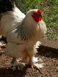 цыплята элитных пород кур, красная мускусная утка, Инкубационные яйца
