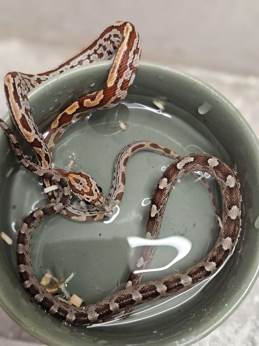 Waz zbozowy różne odmiany kolorystyczne