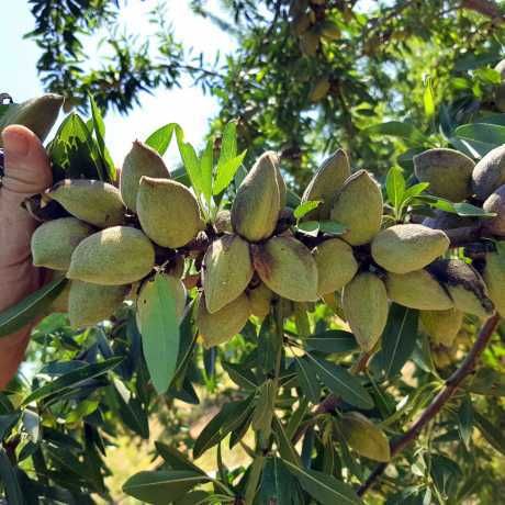 ХУРМА Інжир Лохина Годжі Ківі Фісташка Калина Абрикоса Магнолія Піони