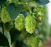 Sementes de Lupulo - humulus lupulus