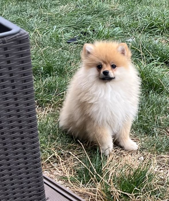 Szpic miniaturowy Misiu Samiec Pomeranian Boo
