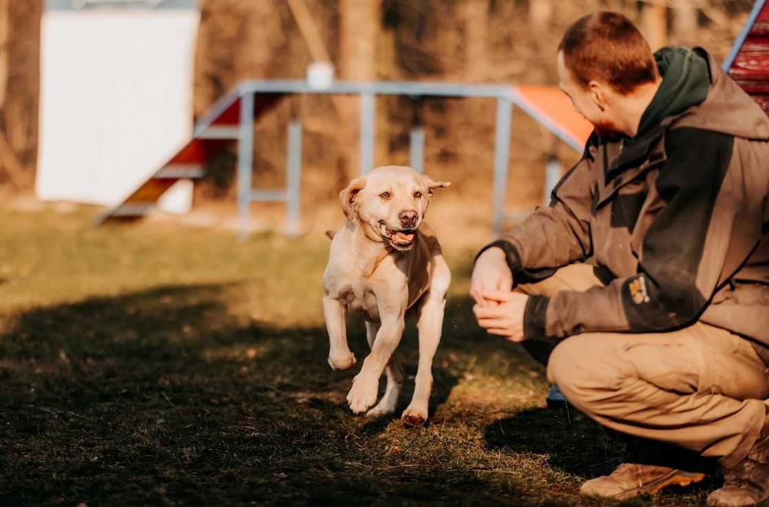 Pełen energii i radości Frodo w typie labradora szuka domu!!!