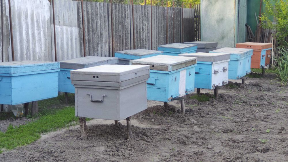 Продам лежаки з бджолосім'ями (8 сімей)