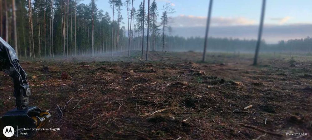 Skup lasów wycinka drzew usługi leśne sprzątanie powierzchni