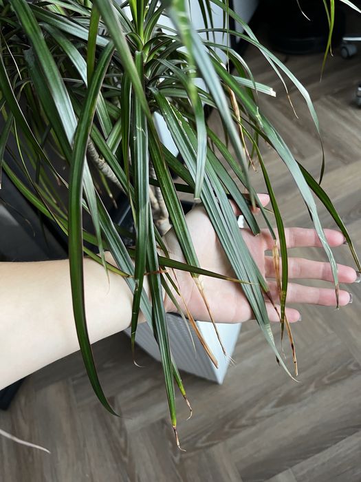 Продам драцену разом з горщиком