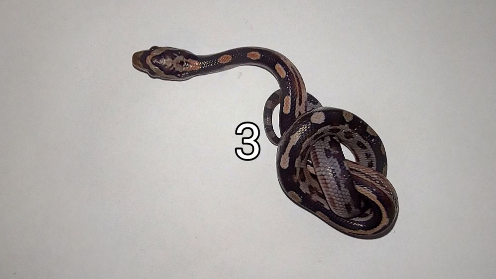 Węże zbożowe maluchy