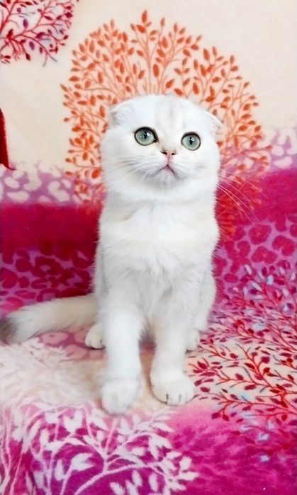 Шикарная малышка вислоушка