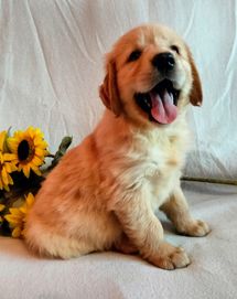 Złote Golden Retriever