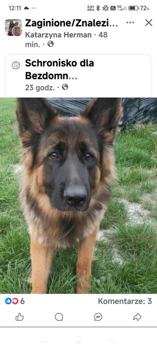 Nadal poszukiwana Bella