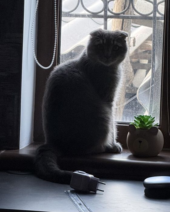 Віддається в добрі руки Вислоуха кішечка