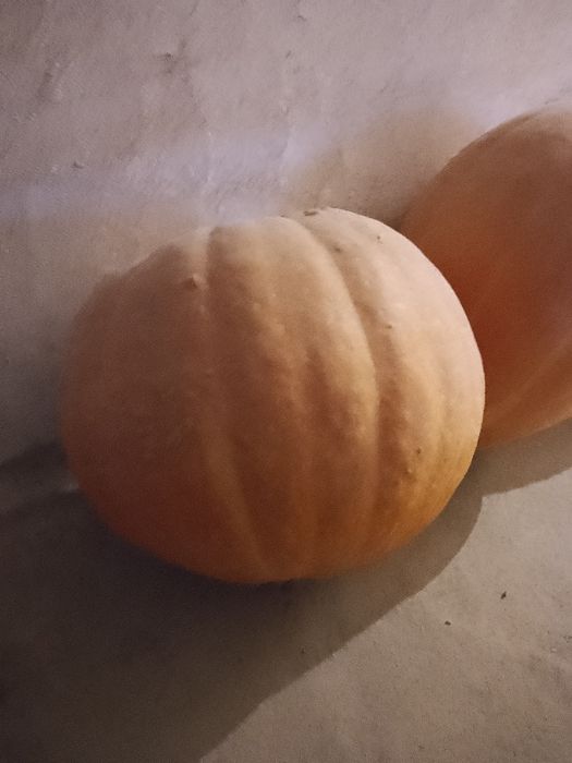 Promocja! Dynie bez nawozu i oprysku