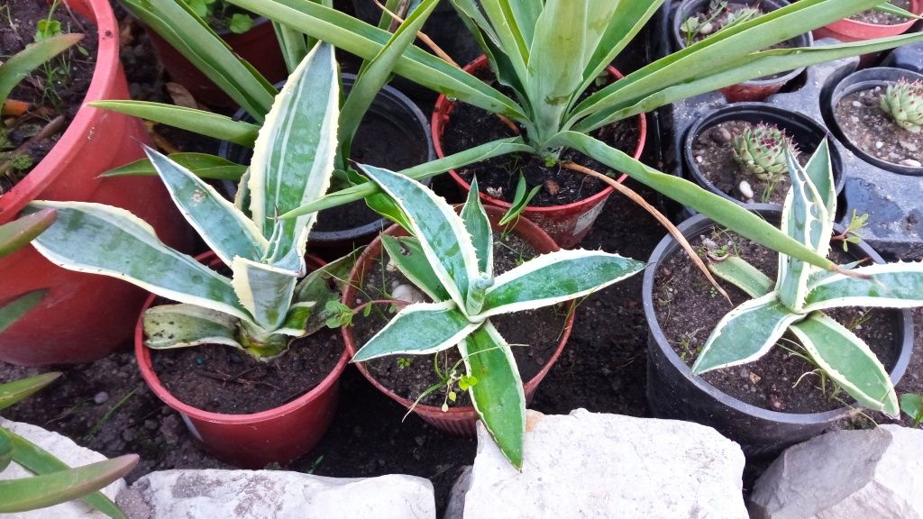 Plantas de Agave e yucca