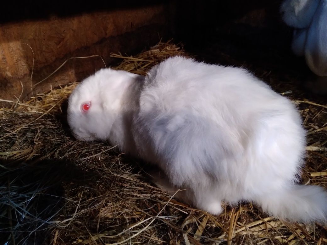 Króliki barany francuskie białe niebieskookie i czerwonookie