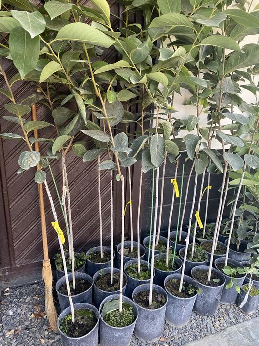 саджанці.хурма,ківі,гранат,фісташка,інжир