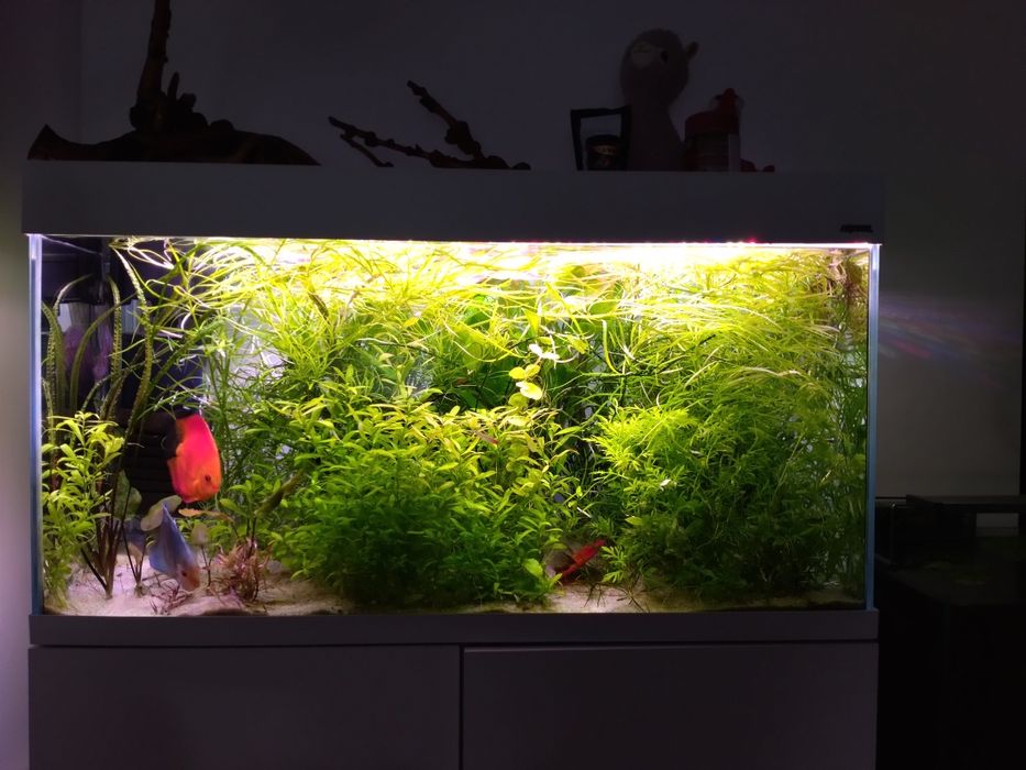 Zestaw roślin do akwarium