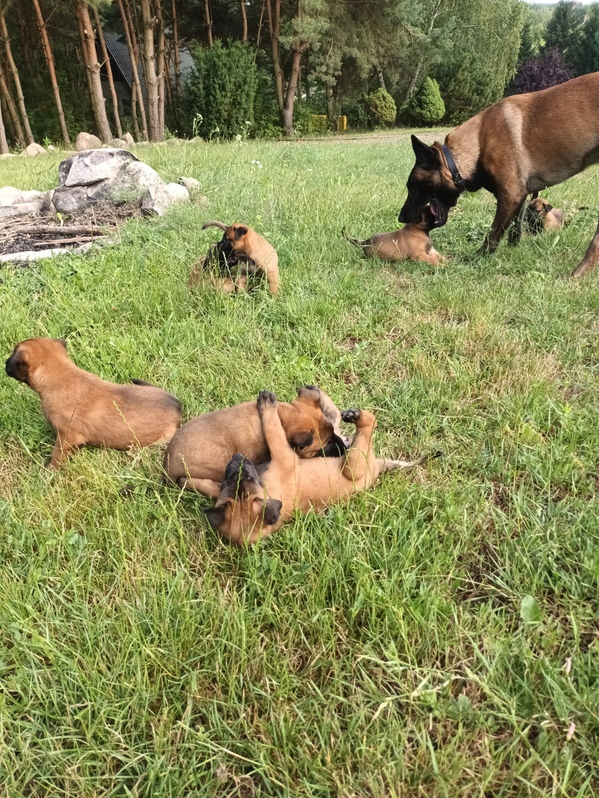 Owczarek belgijski malinois