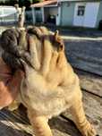 Sharpei Femea Camel