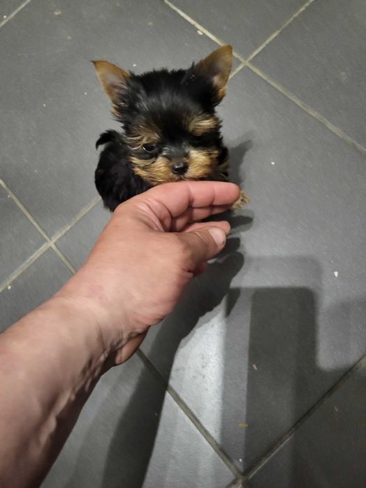 York Terrier miniaturka XS piesek PASZPORT!!!