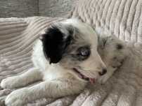 Border collie niebieskooki chlopiec blue merle z badaniamichłopiec