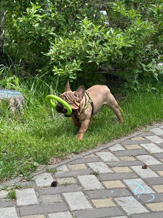 Французский бульдог міні- в типі вельвет біг роп. В'язка.