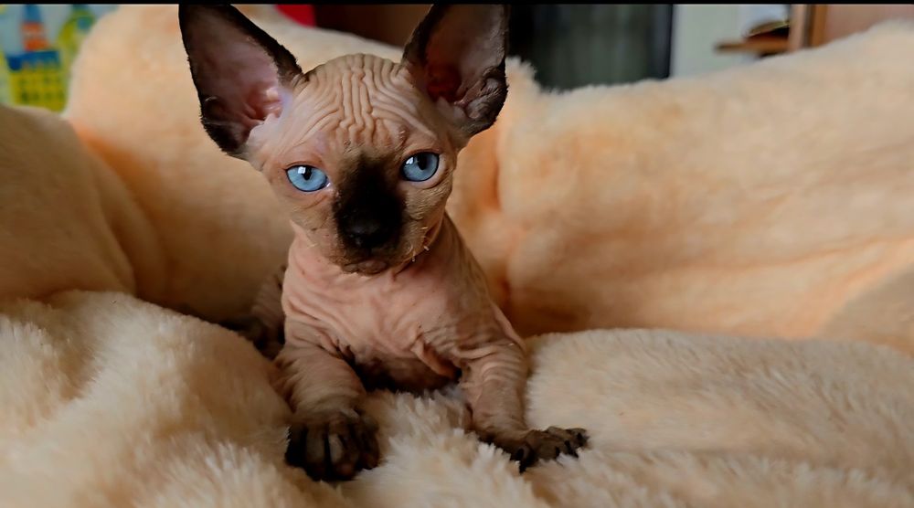 Przepiękne koteczka niebieskie oczka.kot sfinks