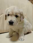 Golden retriever-piesek