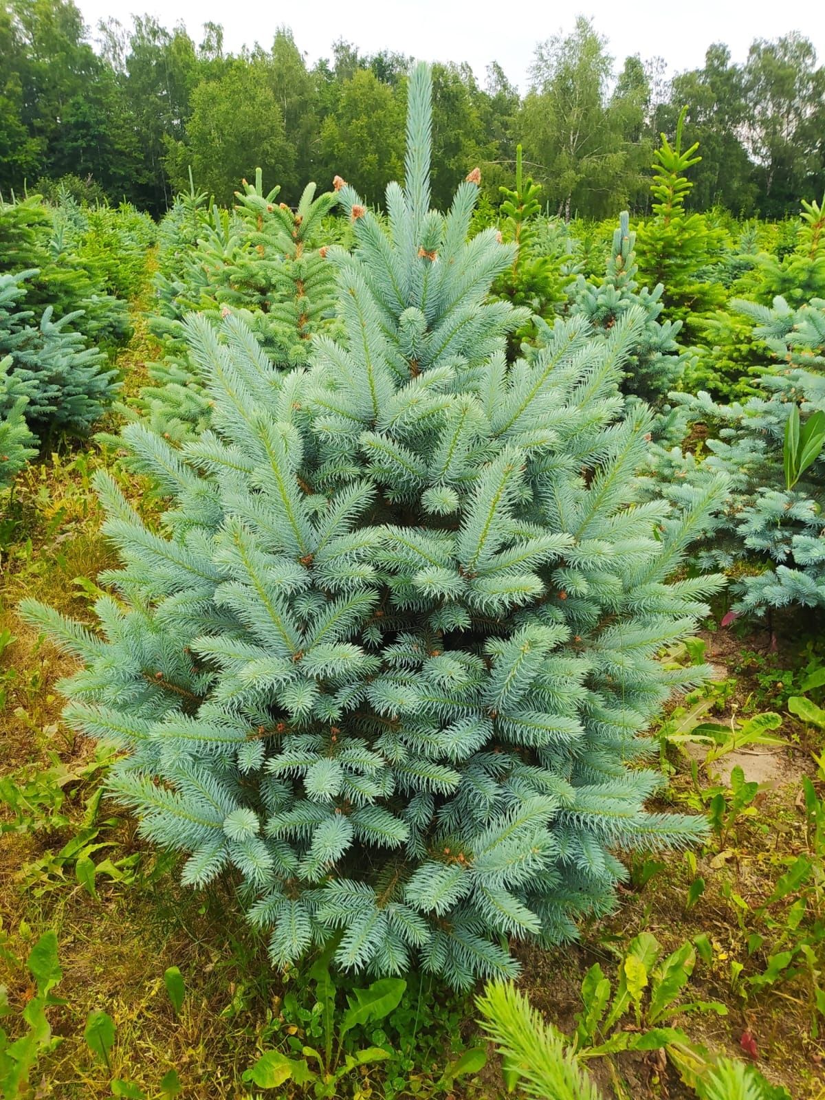 Świerk srebrny kłujący kopane z gruntu własna plantacja choinki