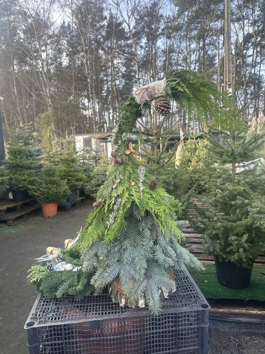 Sprzedaż choinek cietych, doniczkowych, na malym pniu!