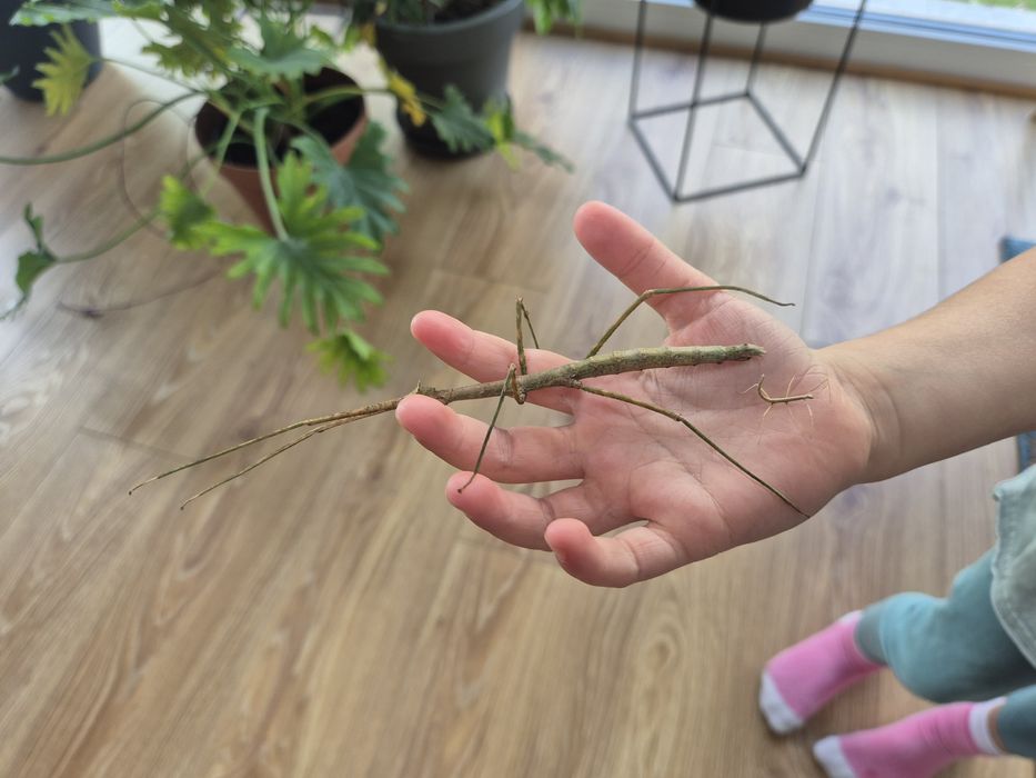 Patyczaki rogate - oddam za darmo - pozostało ok. 15szt.