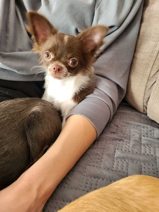 Chiuhuahua długowłosy piesek