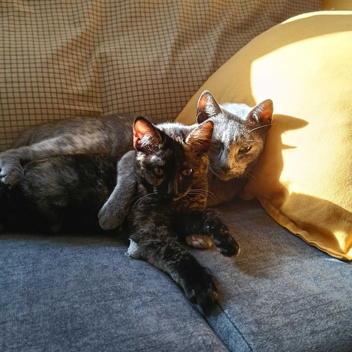 Urgente!!! Doa-se duas gatas mãe e filha, não posso ficar com elas