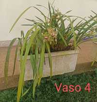 Vaso médio com orquídea com flor