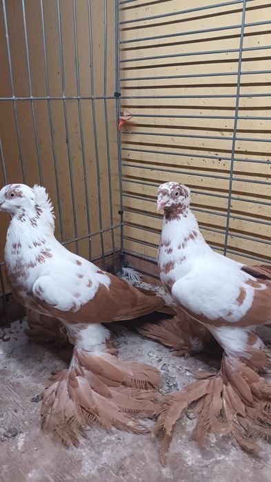 Para wiedynów żółtych koroniatych.